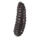 Iron Trout T-Magg Schwarz